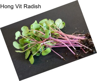 Hong Vit Radish