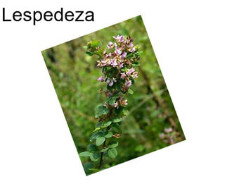 Lespedeza