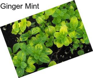 Ginger Mint