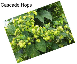 Cascade Hops