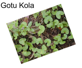 Gotu Kola