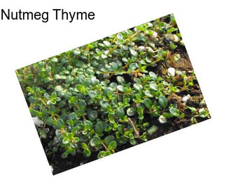 Nutmeg Thyme