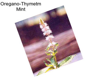 Oregano-Thymetm Mint