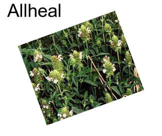 Allheal