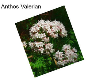 Anthos Valerian