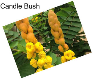 Candle Bush