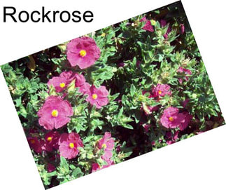 Rockrose