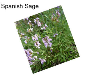 Spanish Sage