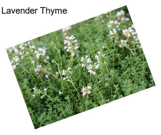Lavender Thyme