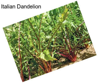 Italian Dandelion