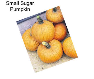 Small Sugar Pumpkin