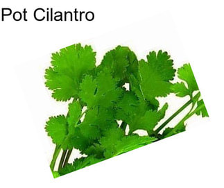 Pot Cilantro