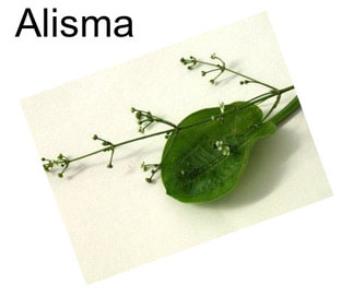 Alisma