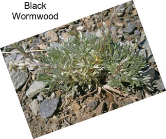 Black Wormwood