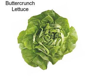 Buttercrunch Lettuce