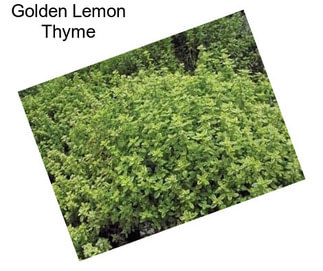 Golden Lemon Thyme