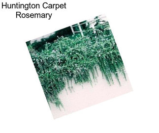 Huntington Carpet Rosemary