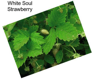 White Soul Strawberry