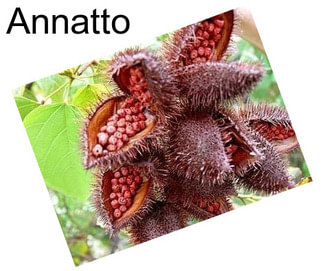 Annatto