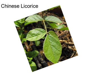 Chinese Licorice