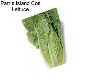 Parris Island Cos Lettuce