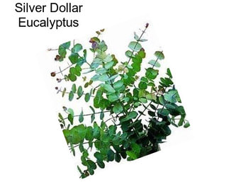 Silver Dollar Eucalyptus