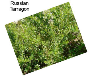 Russian Tarragon