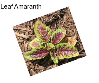 Leaf Amaranth