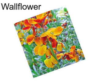 Wallflower