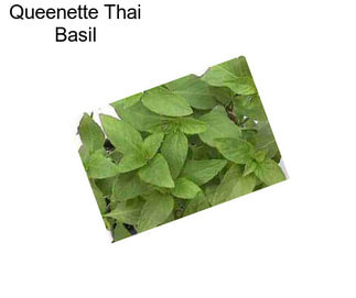 Queenette Thai Basil