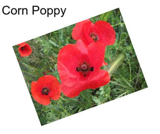 Corn Poppy