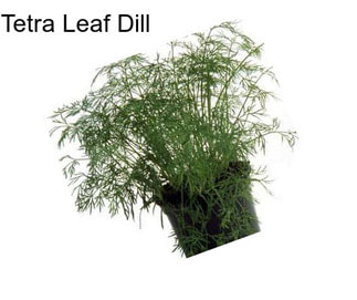 Tetra Leaf Dill