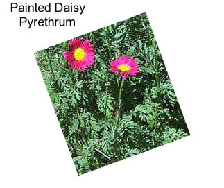 Painted Daisy Pyrethrum