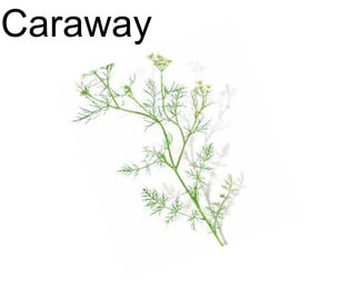 Caraway