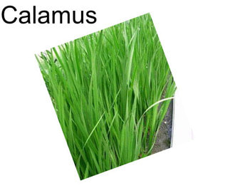 Calamus