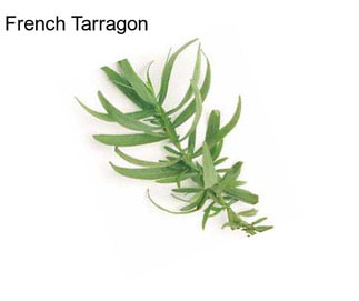 French Tarragon