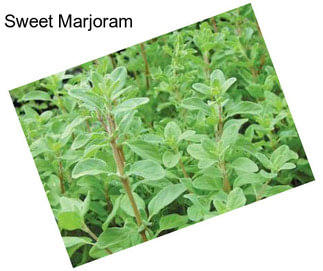 Sweet Marjoram