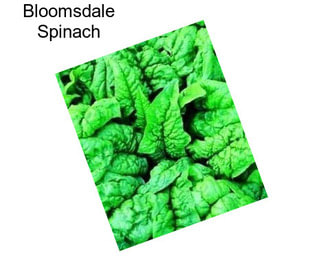 Bloomsdale Spinach