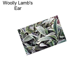 Woolly Lamb\'s Ear