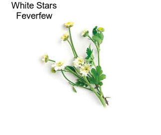 White Stars Feverfew