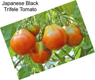 Japanese Black Trifele Tomato