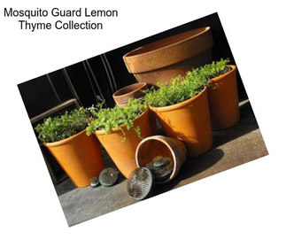 Mosquito Guard Lemon Thyme Collection