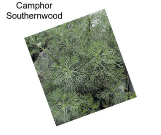 Camphor Southernwood