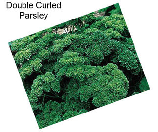 Double Curled Parsley