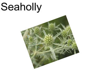 Seaholly