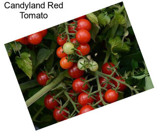 Candyland Red Tomato