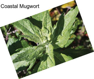 Coastal Mugwort