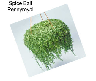 Spice Ball Pennyroyal