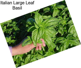 Italian Large Leaf Basil