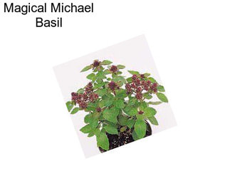 Magical Michael Basil